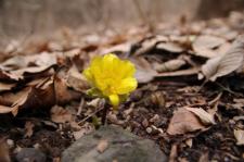 무등산국립공원‘북방산개구리’,‘복수초’가 전하는 봄 소식